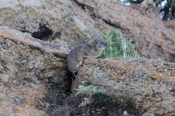 Hírax de roca (Procavia capensis) en un acantilado — Foto de Stock