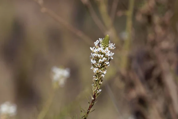 Flores y hojas de Hebenstretia angolensis —  Fotos de Stock