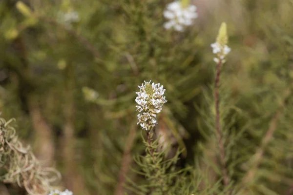 Çiçekler ve Hebenstretia angolensis yaprakları — Stok fotoğraf