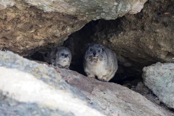 Adulte et jeune hyrax des rochers (Procavia capensis ) — Photo