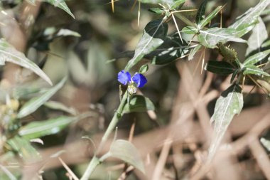 Beyaz ağız dayflower (Commelina erecta)