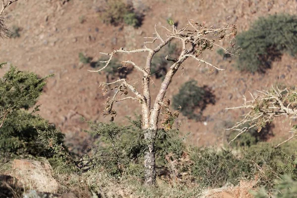 苏丹乳香树（博斯韦利亚纸草) — 图库照片