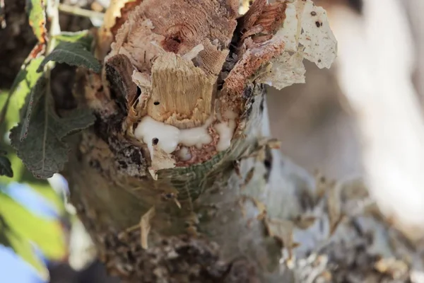 Branch of a  frankincense tree (Boswellia papyrifera) with white frankincense. — Stock Photo, Image