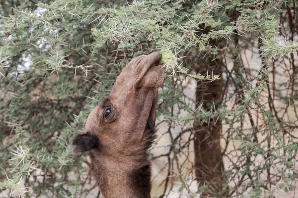 Dromedario marrón (Camelus dromedarius) comiendo ramas de acacia espinosas — Foto de Stock