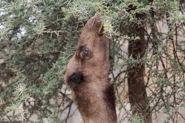 Braunes Dromedar (camelus dromedarius) frisst dornige Akazienzweige — Stockfoto