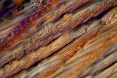 Mikroskop altında dondurulmuş bira, Alman soluk bira birası.