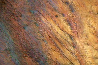 Mikroskop altında dondurulmuş bira, Pilsner bira.