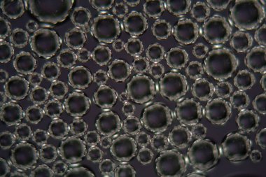 Bir mikroskop altında bira köpük kabarcıkları