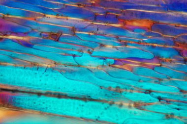 Mikroskop altında dondurulmuş bira, koyu buğday birası. 