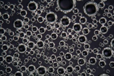 Mikroskop altında yüzey aktif sıvıda ve polarize ışıkta hava kabarcıkları