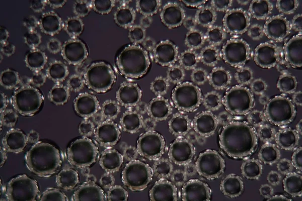 Bolhas de espuma de cerveja sob um microscópio — Fotografia de Stock