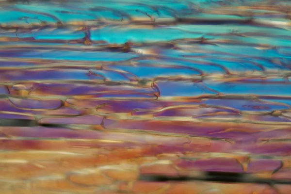 Bière congelée au microscope, bière de blé blanche . — Photo