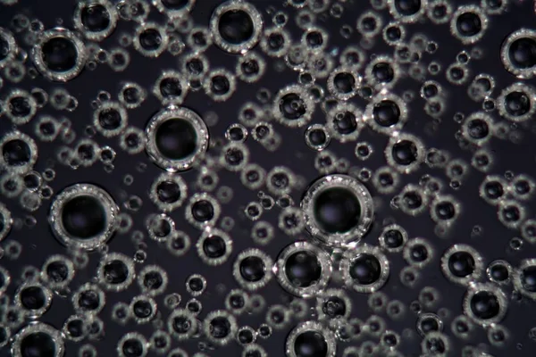 Air bubbles in a surfactant fluid under a microscope and in polarized light