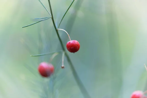 Bär av en trädgårds-sparris (sparris officinalis) — Stockfoto