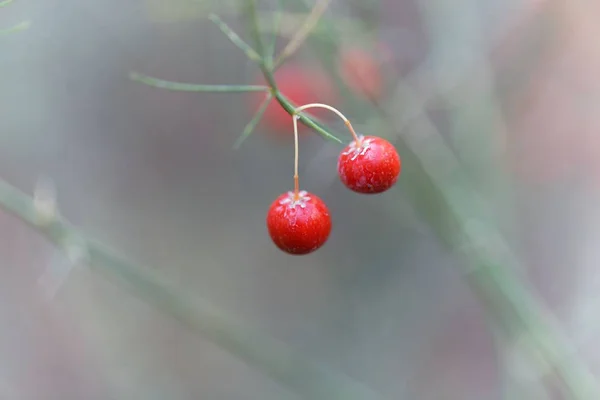 Bayas de espárragos de jardín (Espárragos officinalis ) — Foto de Stock