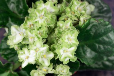 Yeşil ve beyaz Afrika menekşesi (Saintpaulia ionantha)