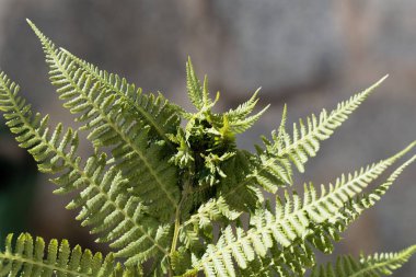 Bir erkek eğrelti otu üzerinde düğüm safra (Chirosia betuleti) (Dryopteris filix-mas)
