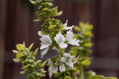 Fesleğen çiçekleri (Ocimum basilicum) kahverengi arka plan ile