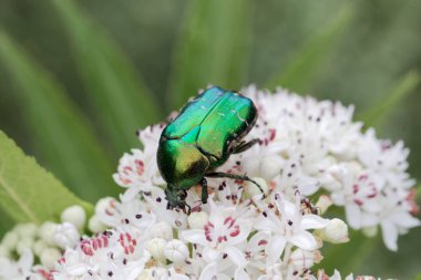 Çiçek chafer Protaetia lugubris
