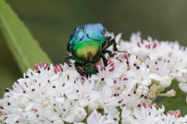 Çiçek chafer Protaetia lugubris