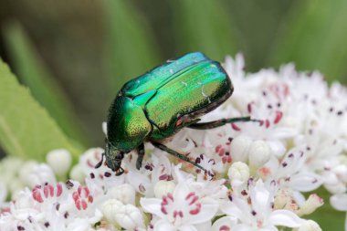 Çiçek chafer Protaetia lugubris