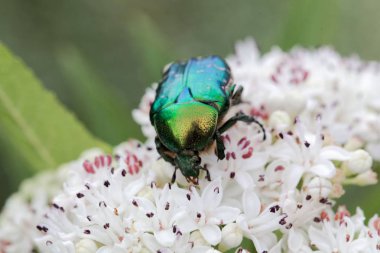 Çiçek chafer Protaetia lugubris