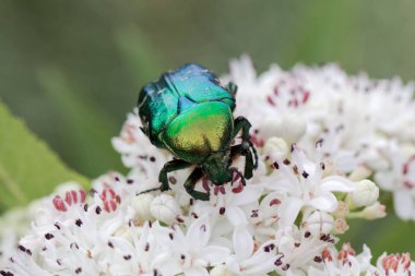 Çiçek chafer Protaetia lugubris