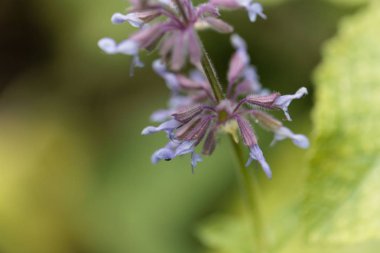 Afrika adaçayı (Salvia aethiopis)