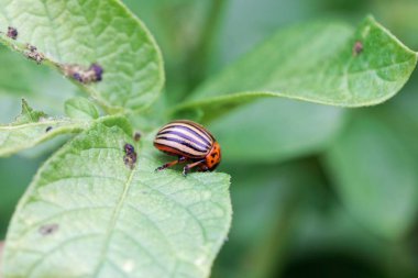  Colorado patates böceği (Leptinotarsa decemlineata) bir patates bitkisinin yaprağı üzerinde