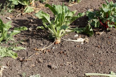Mangelwurzel (Beta vulgaris) bir alanda