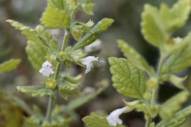 Bir Limon merhem çiçeği
