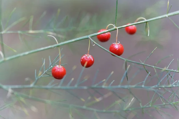 Bayas de espárragos de jardín (Espárragos officinalis ) — Foto de Stock