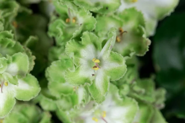 Green and white African violet (Saintpaulia ionantha)