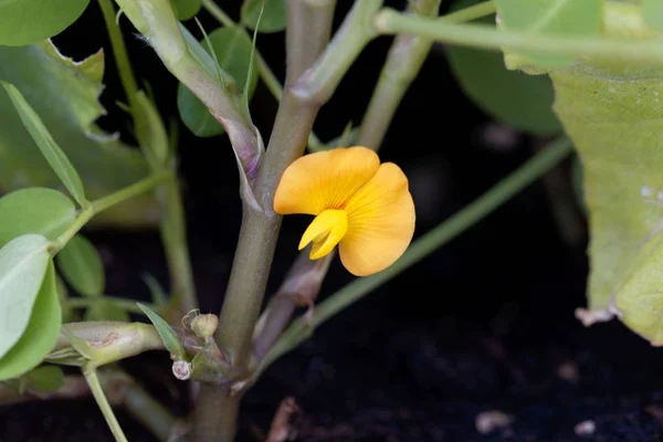 Blüte einer Erdnuss (Arachis hypogaea)) — Stockfoto