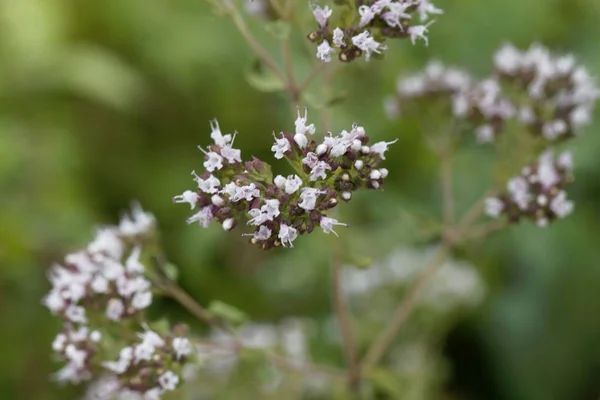 Цветки орегано (Origanum vulgare) ) — стоковое фото