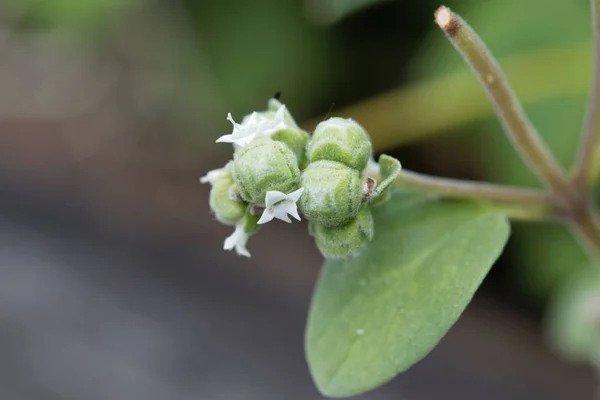 Flores de mejorana (Origanum majorana ) — Foto de Stock