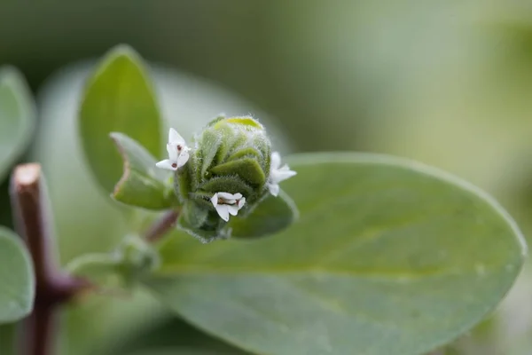 Flores de mejorana (Origanum majorana ) — Foto de Stock