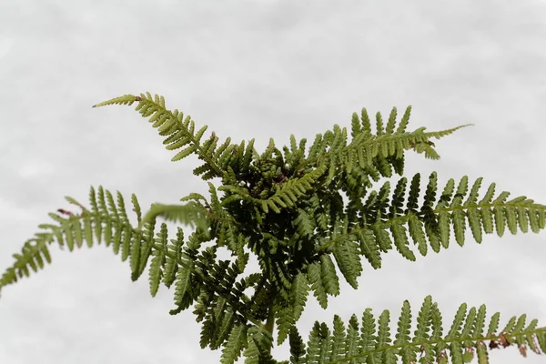 Узел желчи (Chirosia betuleti) на папоротнике (Dryopteris filix-mas) ) — стоковое фото