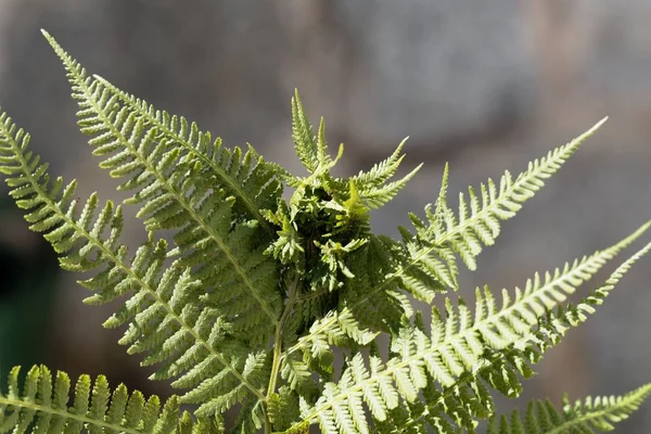 Nodo fiele (Chirosia betuleti) su una felce maschio (Dryopteris filix-mas ) — Foto Stock