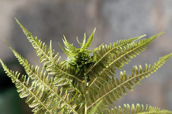 Nodo fiele (Chirosia betuleti) su una felce maschio (Dryopteris filix-mas ) — Foto Stock