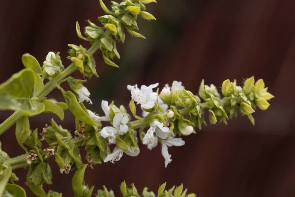 Цветы базилика (Ocimum basilicum) на коричневом фоне — стоковое фото