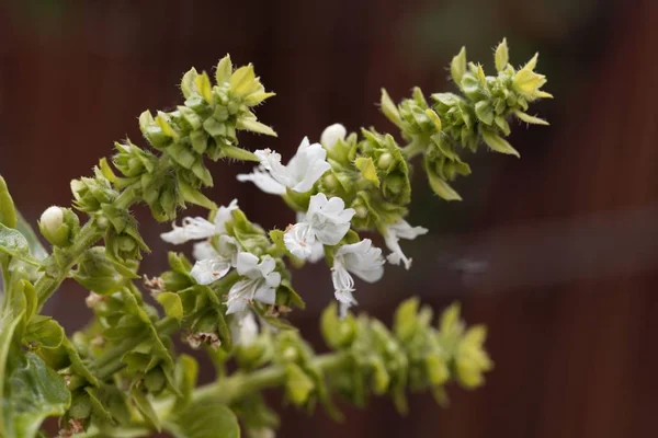 Flores de manjericão (Ocimum basilicum) com fundo marrom — Fotografia de Stock
