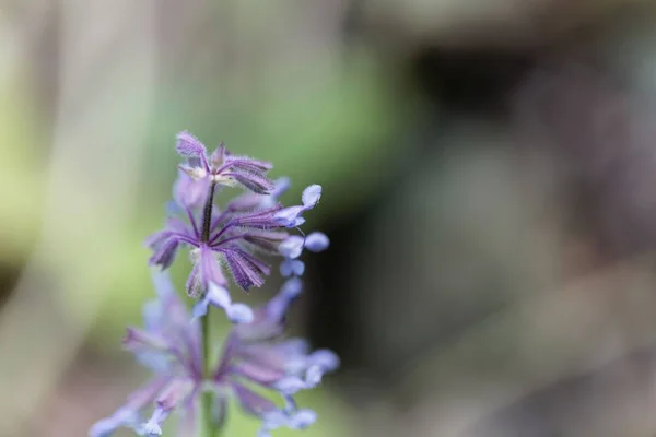 Afrikaanse salie (Salvia Aethiopis) — Stockfoto