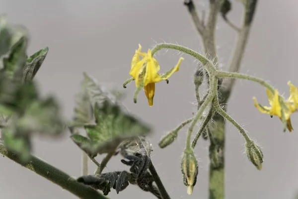 Flower of a tomato plant (Solanum lycopersicum) — Stock Photo, Image
