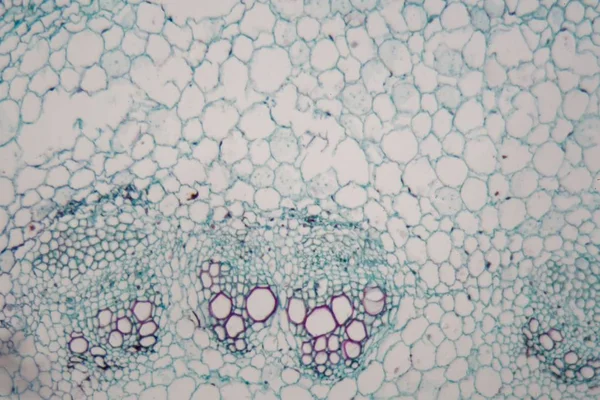 Fotografía del microscopio de un tallo de girasol . —  Fotos de Stock