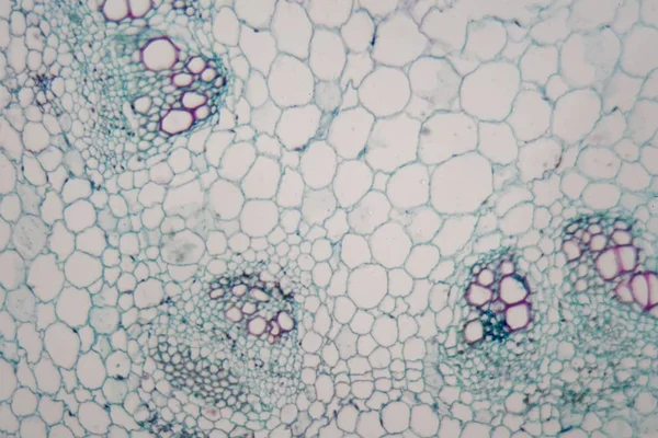 Zdjęcie mikroskopowe łodygi słonecznika. — Zdjęcie stockowe