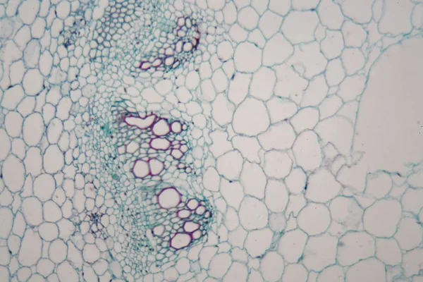 Foto de microscópio de uma haste de girassol . — Fotografia de Stock