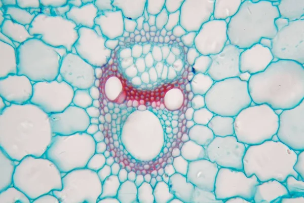 Fotografía del microscopio del tallo de una planta de arroz . —  Fotos de Stock