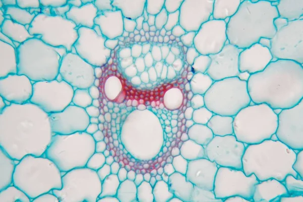 Microscope photo of  the stem of a rice plant. — Stock Photo, Image