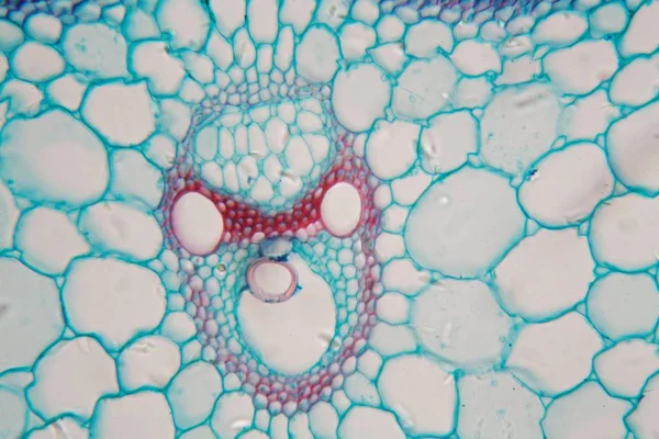 Fotografía del microscopio del tallo de una planta de arroz . — Foto de Stock